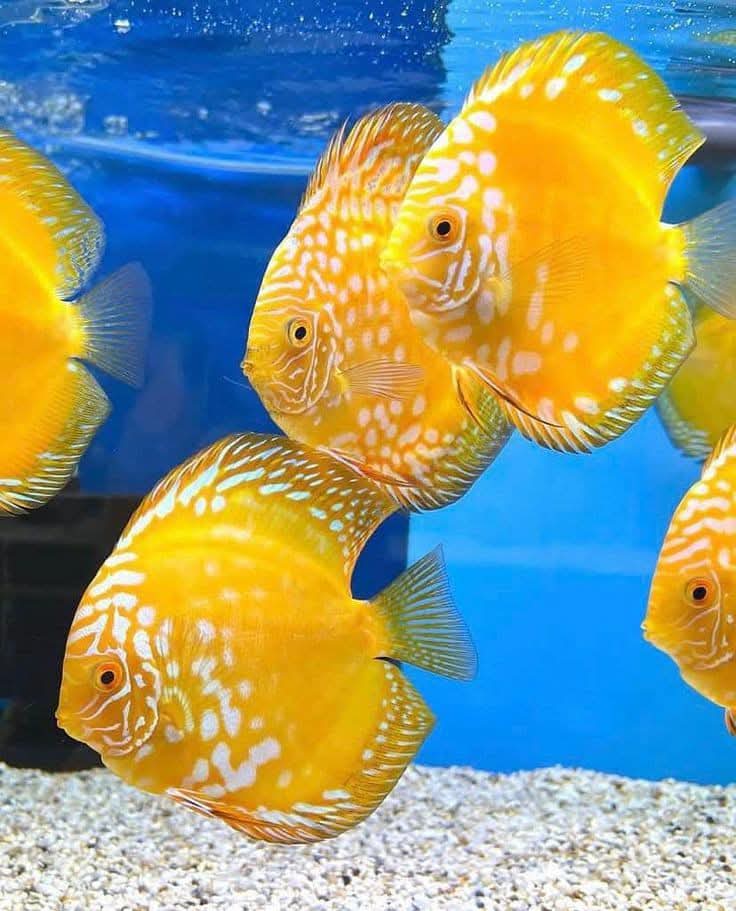 YELLOW CRYSTAL Discus